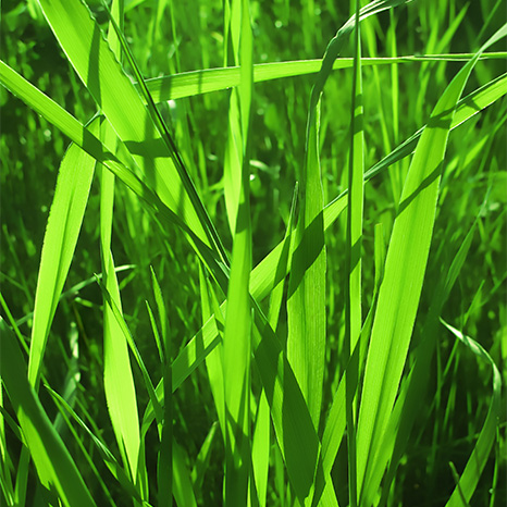 écologie abac location