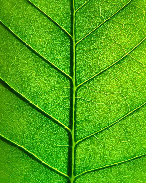 feuille écologie - RSE abac location